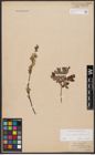 Foto von Salix aurita L. x Salix repens L.